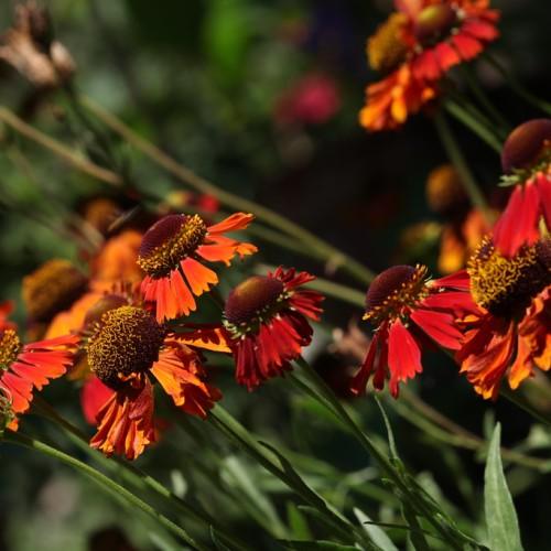 orange-red flowers with yellow-burgundy center, green leaves and stems