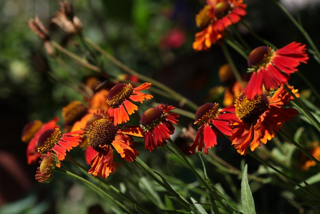 orange-red flowers with yellow-burgundy center, green leaves and stems