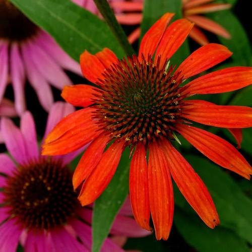 orange-pink flowers with burgundy-green center, green leaves and stems