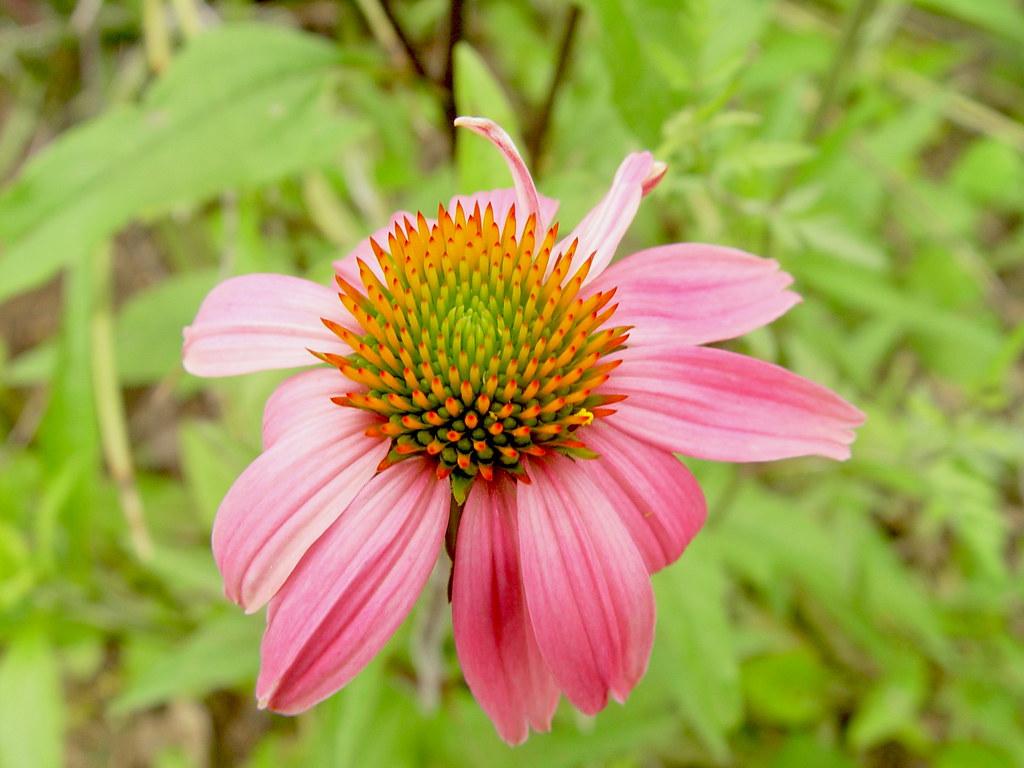 a light-pink flower with an orange-green center