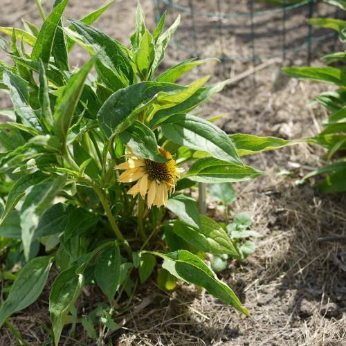a yellow flower with a brown center and green leaves with lime-green veins and midribs on light-green petioles and stems