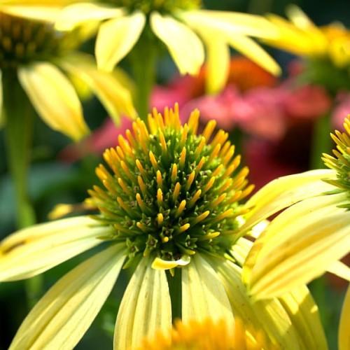 yellow flowers with yellow-green center and green stems