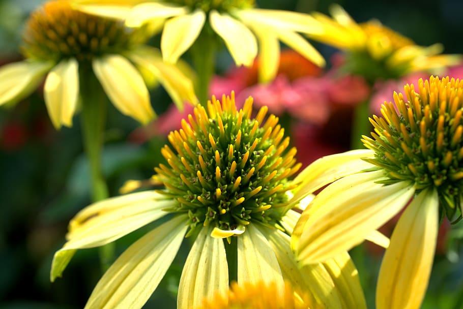 yellow flowers with yellow-green center and green stems