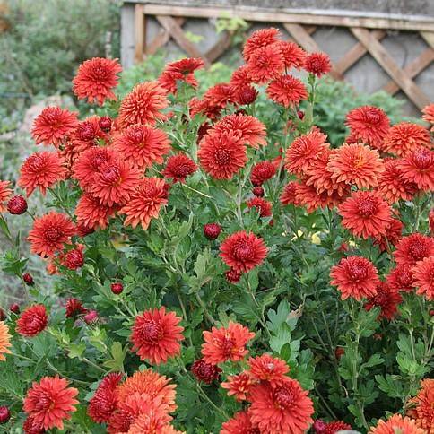 pale-red flowers, maroon buds, green leaves on green petioles and stems