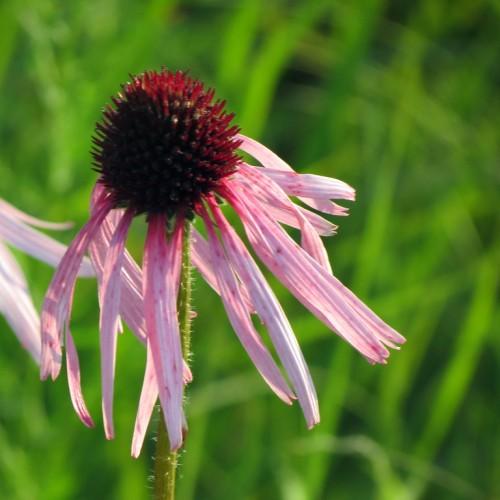 pink flowers with burgundy center, lime-green leaves and stems