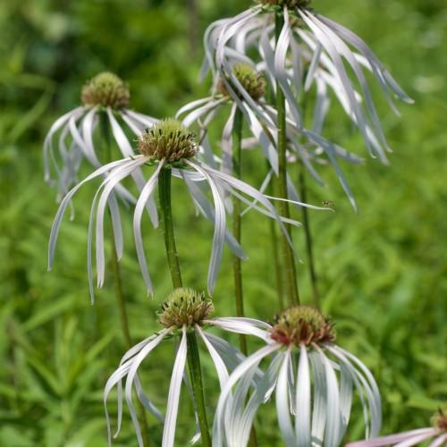 white flowers with green-pink center, green stems and lime foliage