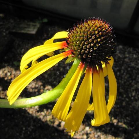 a bright-yellow flower with a brown-green center on a yellow-green stem