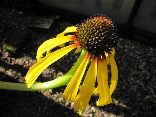 a bright-yellow flower with a brown-green center on a yellow-green stem