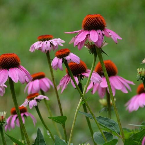 purple-pink flowers with orange-red center and green leaves on light-green stems