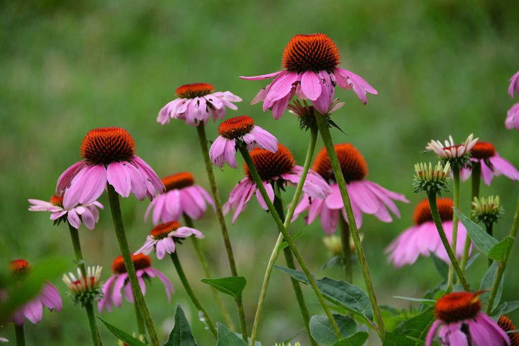 purple-pink flowers with orange-red center and green leaves on light-green stems