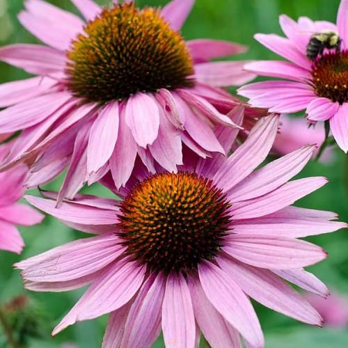 light-pink flowers with orange-burgundy center, green stems and green leaves
