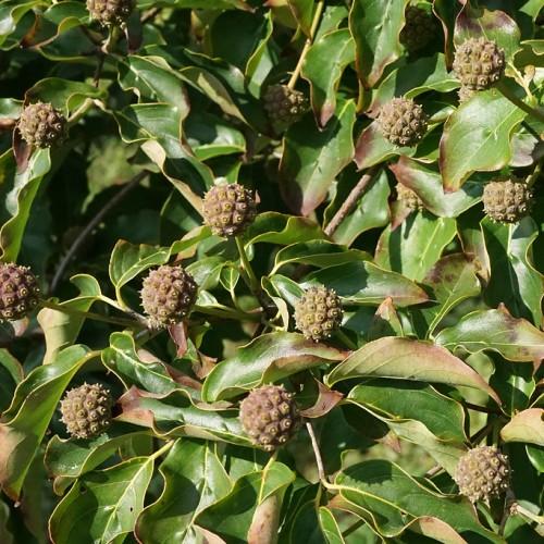 Gray stems with brown drupes complemented by green-brown leaves.