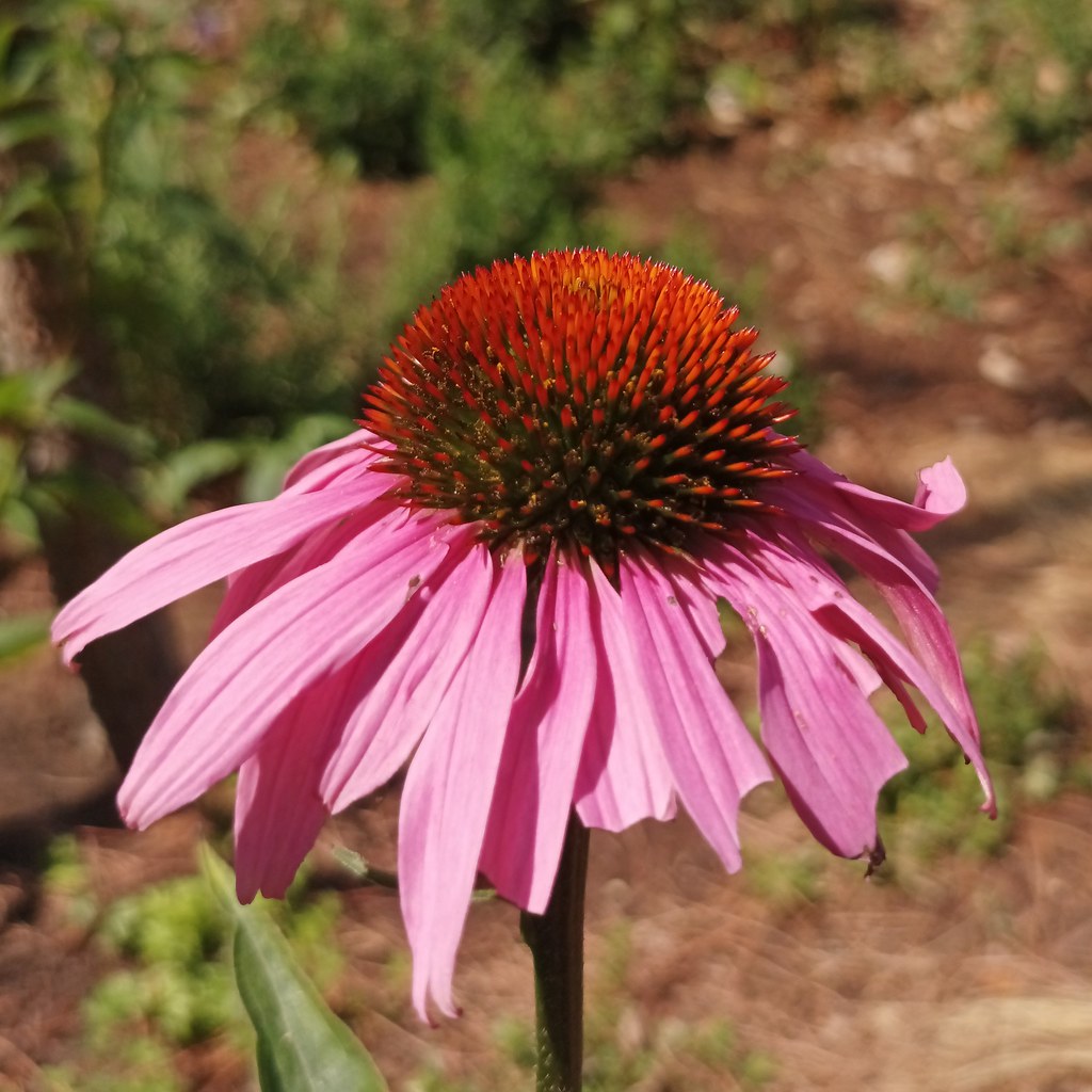 a pink flower with orange-red center with a green leaf on a brown-green stem