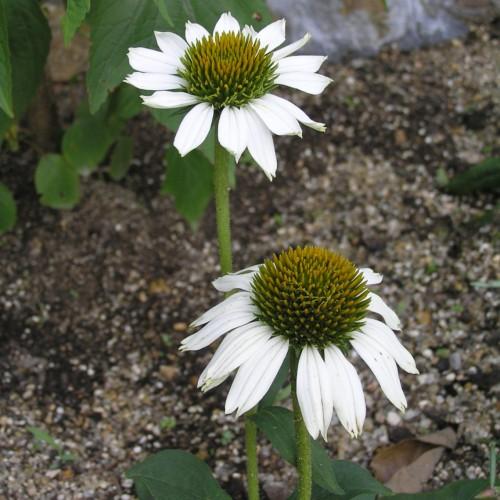 white flowers with green-yellow center, lime stems and green leaves