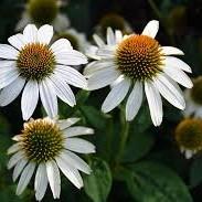 White flower with brown-green center, green stem and leaves.