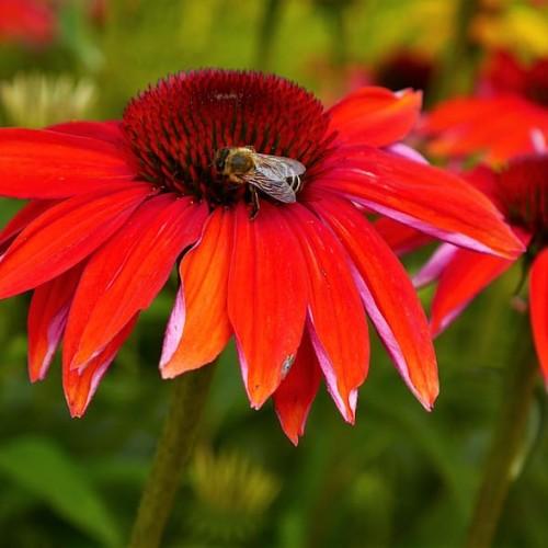 red-orange flowers with red-burgundy center, olive stems and green leaves