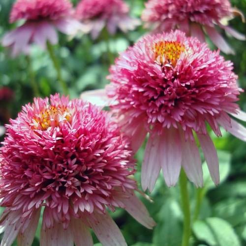 Pink-white flower with orange-red center, green stems and leaves.