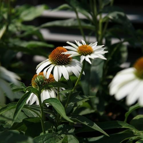 white flowers with orange-green center, dark-green leaves and stems