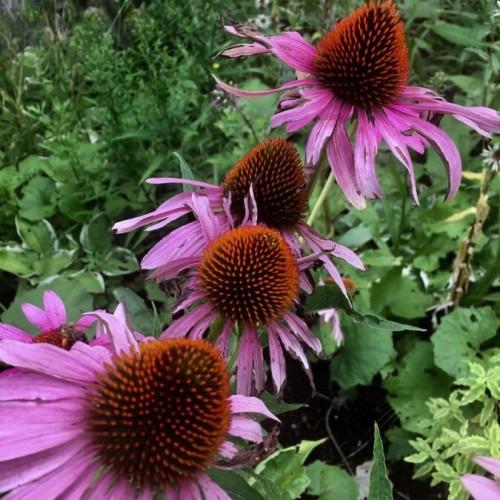 pink flowers with orange-brown center, lime stems and green leaves