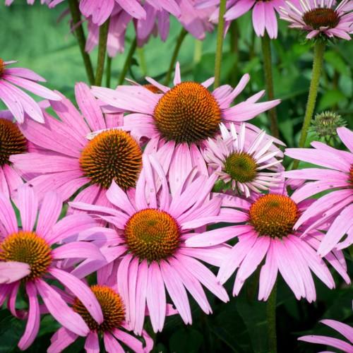 pink flowers with orange-green center, lime stems and green leaves