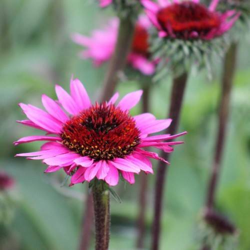 pink-purple flowers with red-brown center on red-green stems
