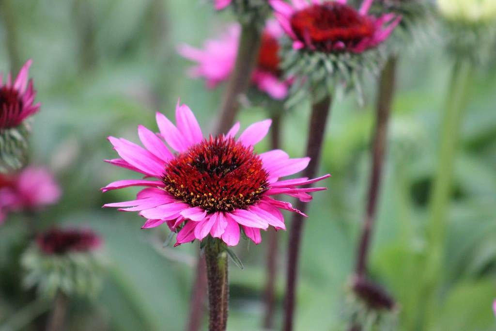 pink-purple flowers with red-brown center on red-green stems