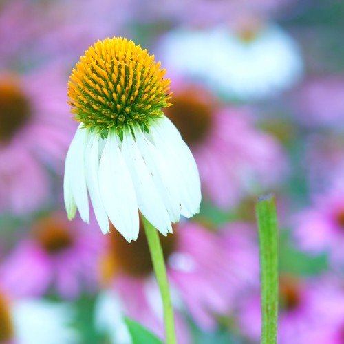 White flower with green-yellow center and lime stems.