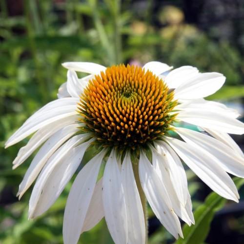 white flowers with orange-green center, lime stems and leaves