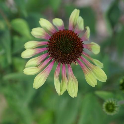 pink-lime flowers with burgundy center, green buds, green stems and leaves