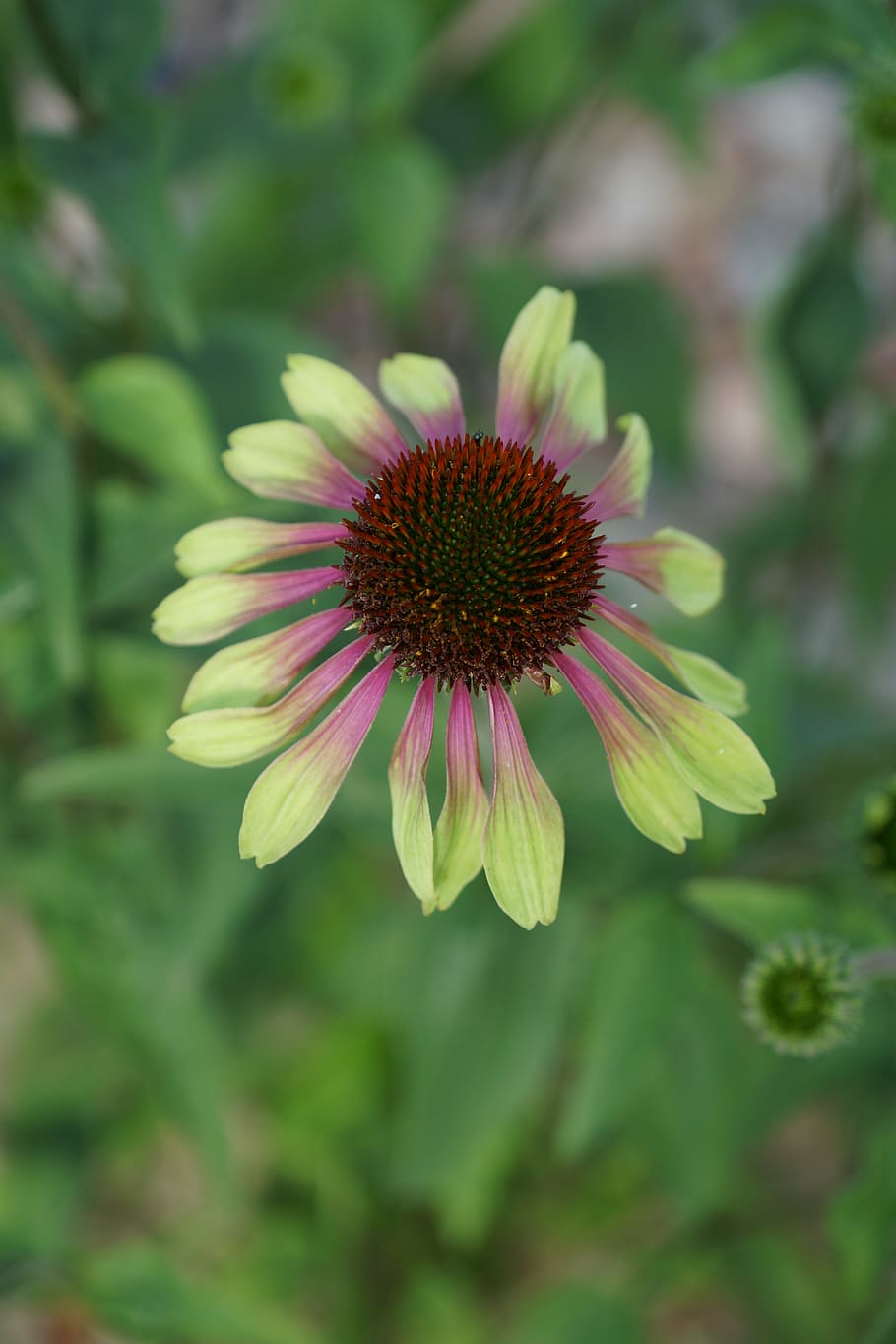 pink-lime flowers with burgundy center, green buds, green stems and leaves 