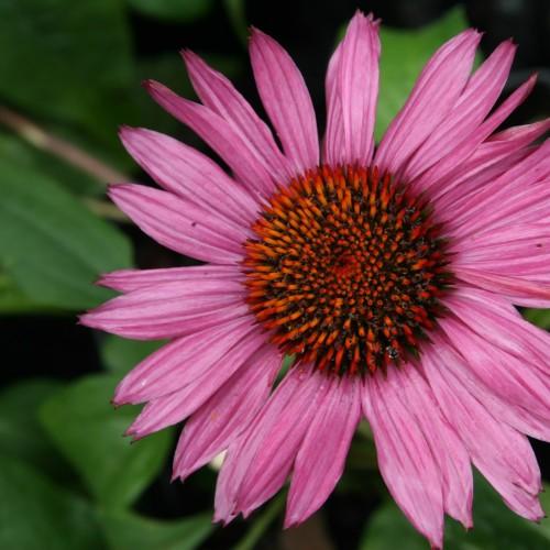 pink flowers with orange-black center, brown stem, and lime-green leaves