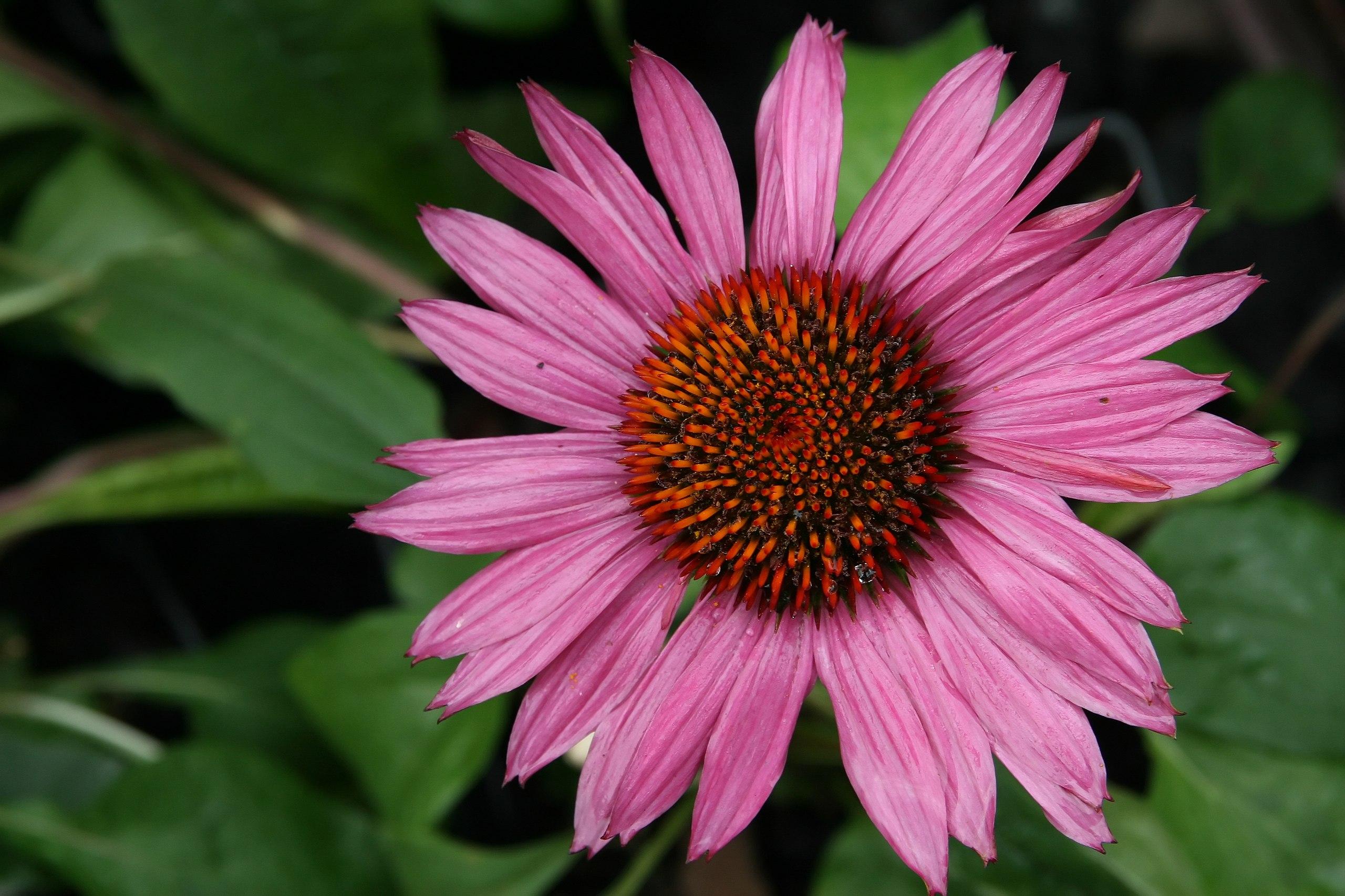pink flowers with orange-black center, brown stem, and lime-green leaves 