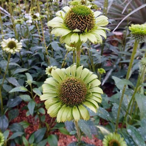 cream-green flowers with green-brown center and green leaves on green-pink stems 