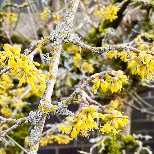 A brown-gray branch having multiple brown-gray stems  that are filled with beautiful yellow flowers