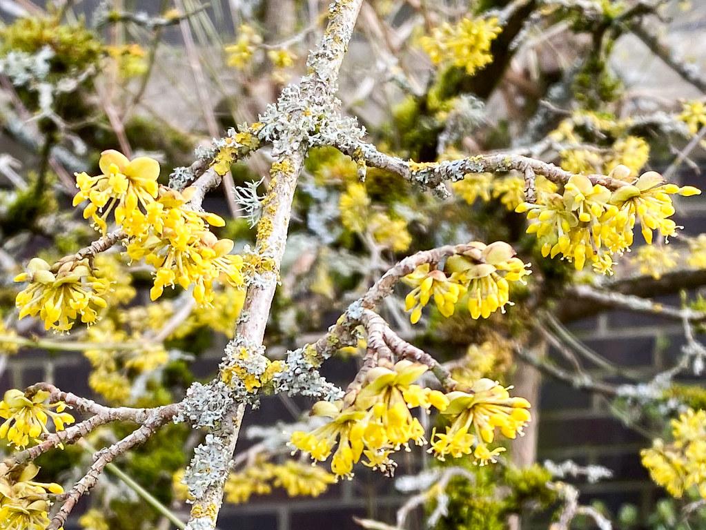 A brown-gray branch having multiple brown-gray stems  that are filled with beautiful yellow flowers