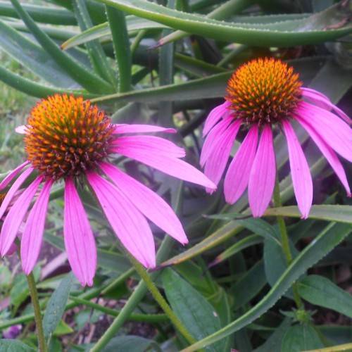 pink-purple flowers with orange-green center and green leaves on lime-green stems