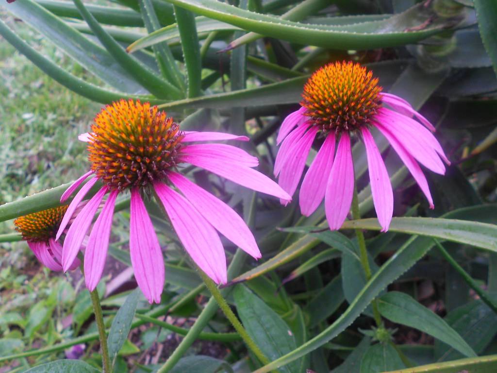 pink-purple flowers with orange-green center and green leaves on lime-green stems 