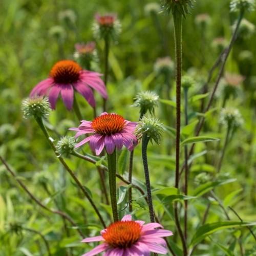 Magenta flower with orange center, lime-green buds and leaves, white hair, burgundy-green stems.