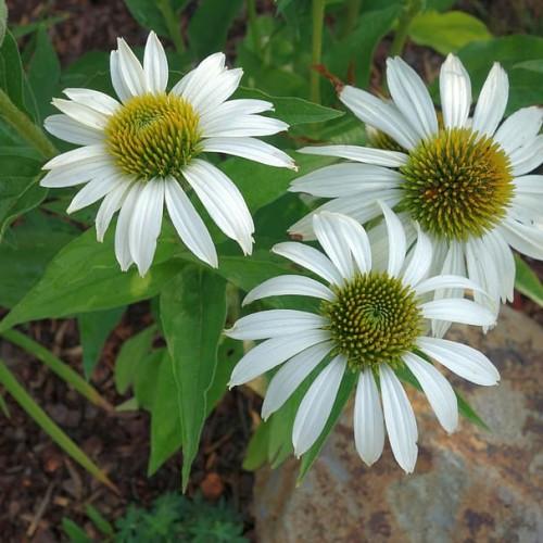 white flowers with yellow-green seeds, lime leaves and stems

