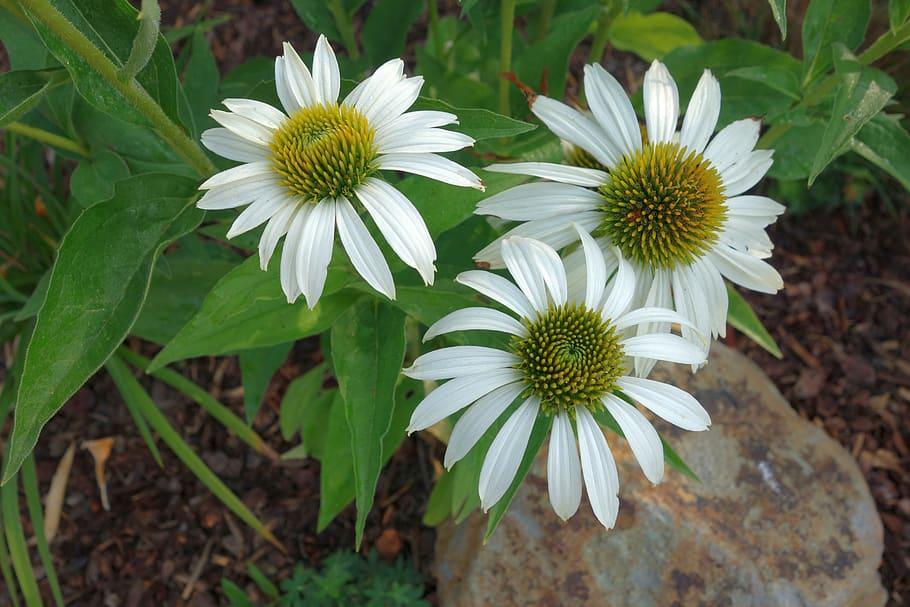 white flowers with yellow-green seeds, lime leaves and stems

