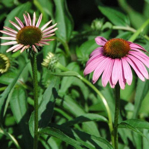 pink-purple flowers with orange-brown center, yellow-green buds, green leaves on green stems