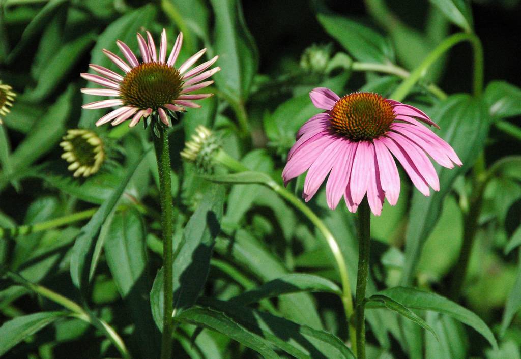 pink-purple flowers with orange-brown center, yellow-green buds, green leaves on green stems
