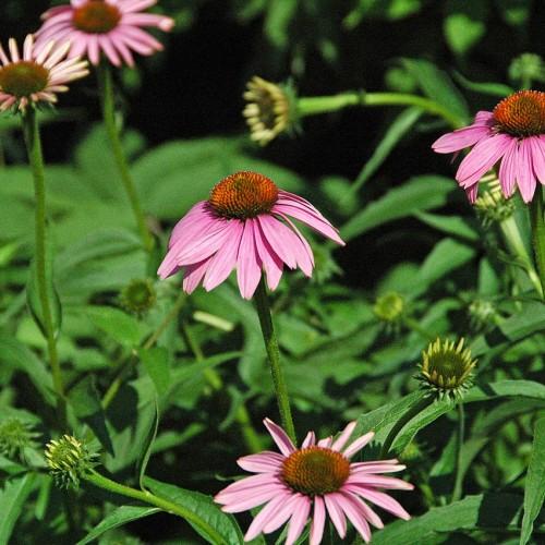 light-pink flowers with orange-green center, green-yellow buds, green leaves and stems