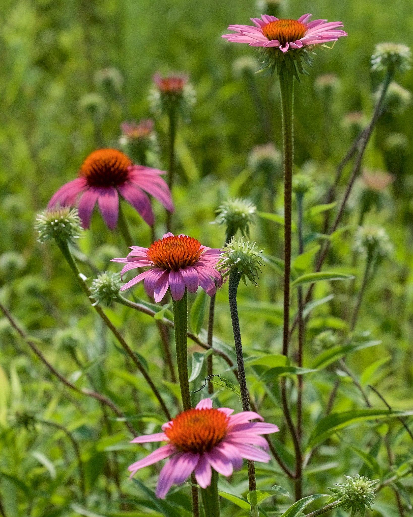 pink flowers with orange-brown center, green buds, lime leaves and lime-brown stems