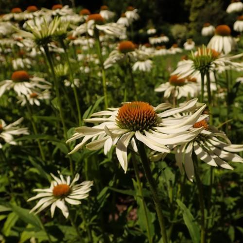 Off-White flower with green-brown center, green-white buds, green stems and leaves