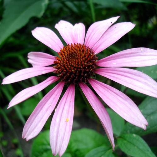 a pink-purple flower with orange-brown center with green leaves on green stems