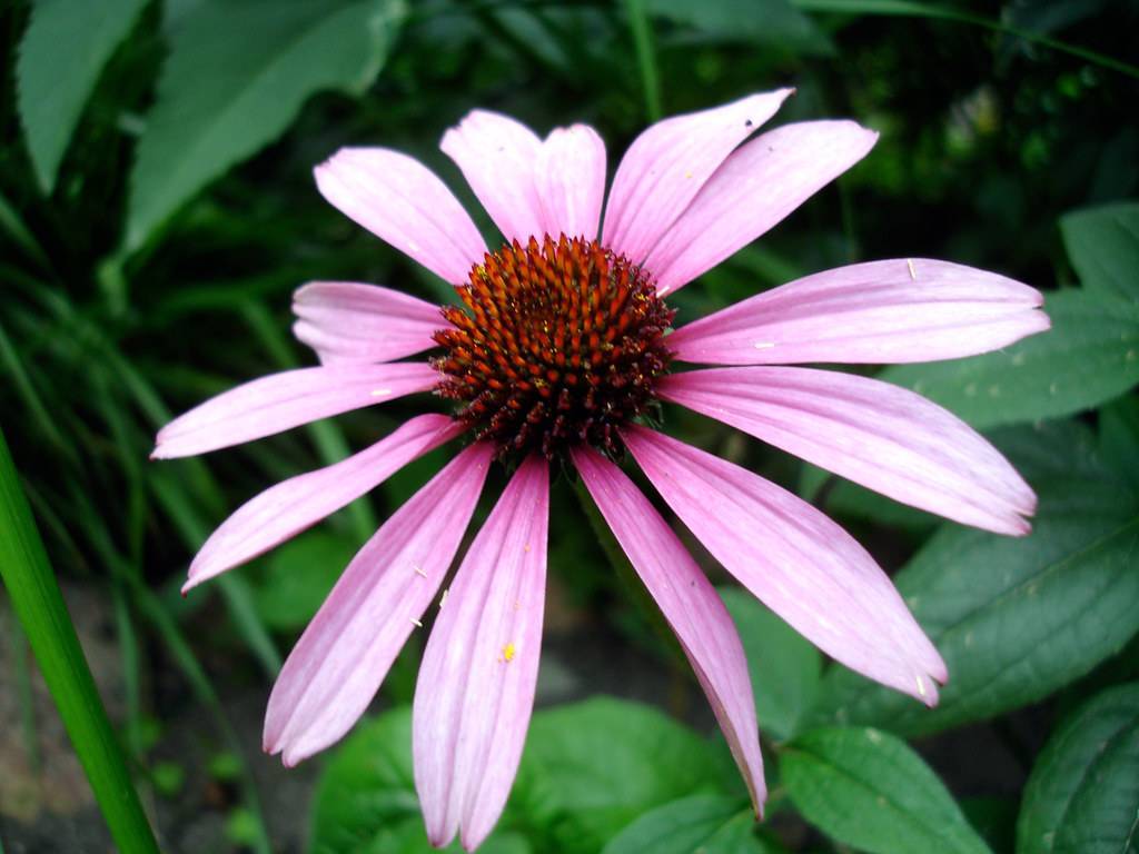a pink-purple flower with orange-brown center with green leaves on green stems