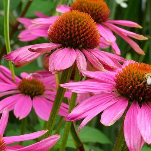 pink flowers with orange-green center, lime leaves and lime-brown stems