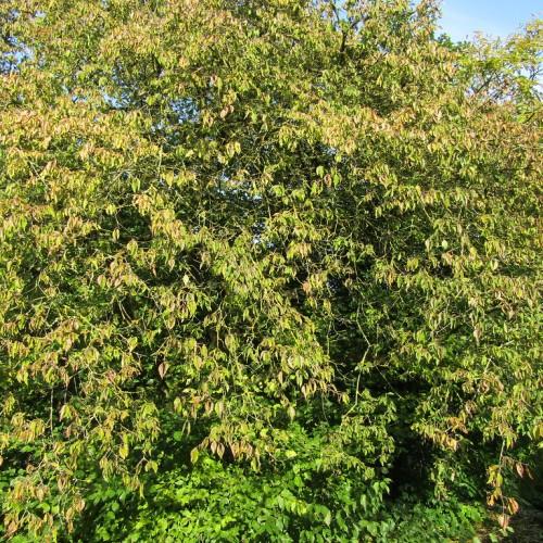 Quite a few green-brown branches having multiple green-brown stems, full of green-yellow leaves.