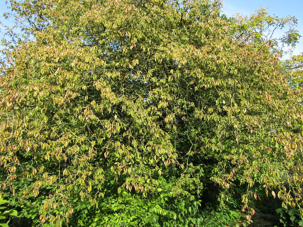 Quite a few green-brown branches having multiple green-brown stems, full of green-yellow leaves. 